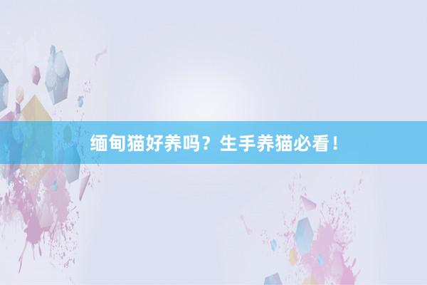 缅甸猫好养吗？生手养猫必看！
