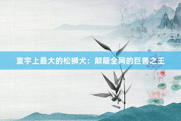 寰宇上最大的松狮犬：颠簸全网的巨兽之王